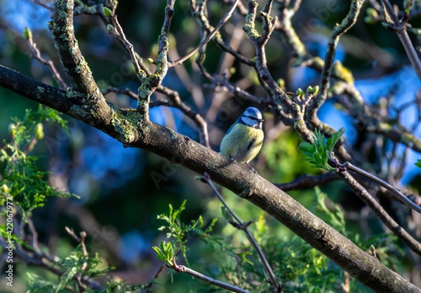 Fototapeta Blue tit bird (Cyanistes caeruleus) perched on budding tree branch in Spring sunlight. Ireland. Front small Eurasian passerine bird with blue and yellow feathers