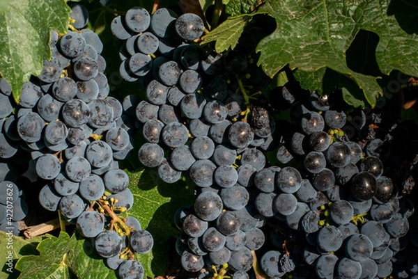 Obraz Red Grapes