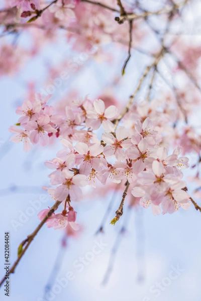 Fototapeta 増上寺と桜　しだれ桜　枝垂れ桜