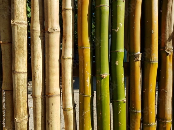 Obraz Fond de bambous naturels rectilignes et verticaux, verts, secs ou grisés avec noeuds apparents