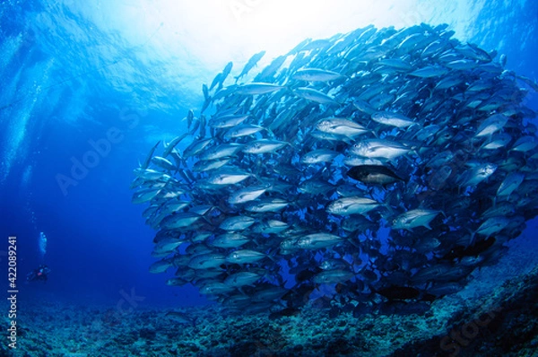 Fototapeta ギンガメアジ