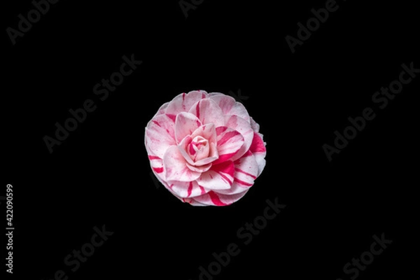 Fototapeta A single isolated Camelia bloom against a black background