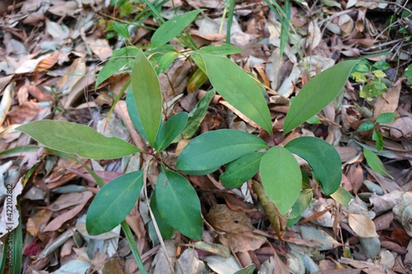 Fototapeta Anneslea fragrans Wall tree (Pentaphyllaceae) in the nature.