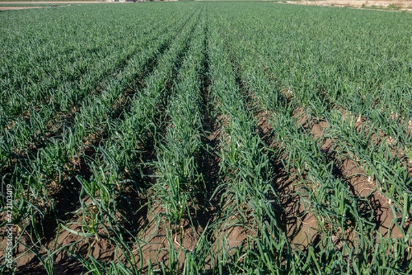 Fototapeta field of onions in their harvest time in the garden