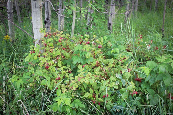 Fototapeta Wild raspberry bushes growing in the forest with red berries