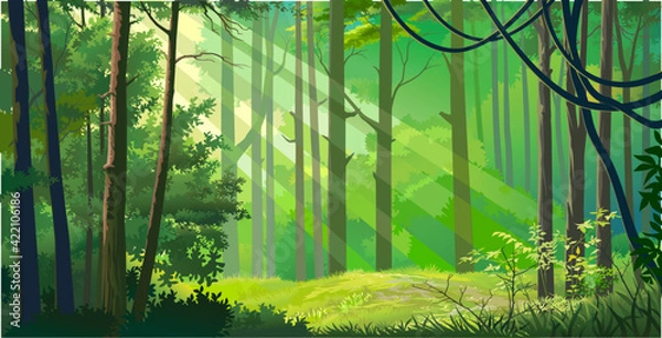 Fototapeta Rays of light penetrating through the jungle. Flora flouring amid big green trees.