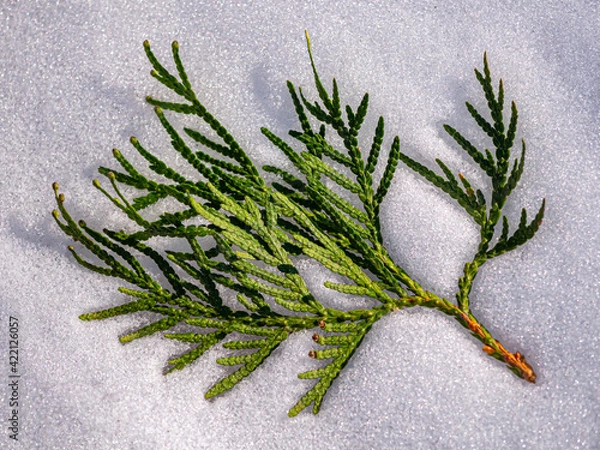 Obraz A branch of a thuja tree in the snow close-up