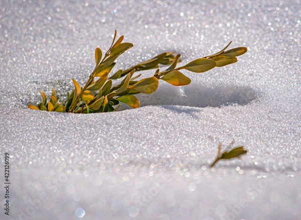 Obraz A boxwood branch breaks through the snow