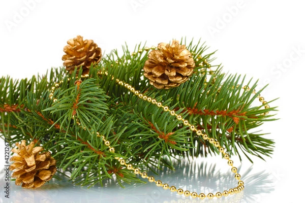 Obraz Green Christmas tree and cones isolated on white