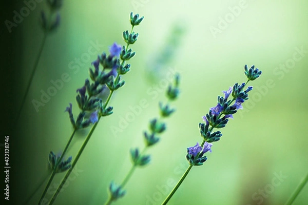 Obraz Closeup purple levander flowers on green background.