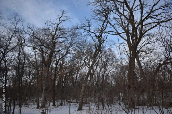 Fototapeta Como Park in the Winter Time 