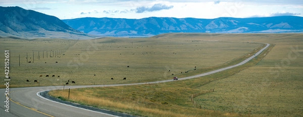 Obraz Highway and herd of cows in the Wyoming Highlands, USA