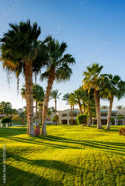 Fototapeta beautiful palm trees and a green lawn in the rays of the sunset. evening, winter, Sharm el sheikh, Egypt
