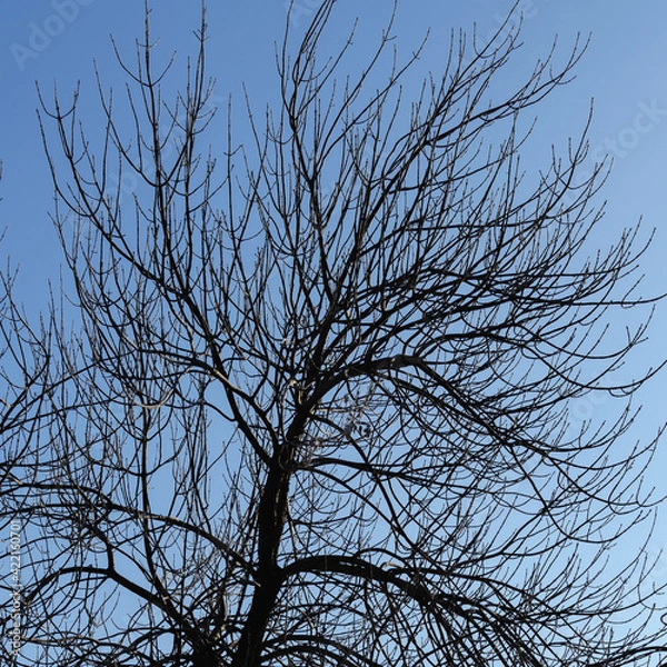 Obraz A tree on a blue background without clouds.