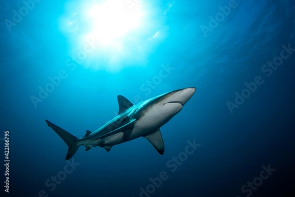 Fototapeta Black tip shark during dive. Sharks in South Africa. Marine life in Indian ocean. 