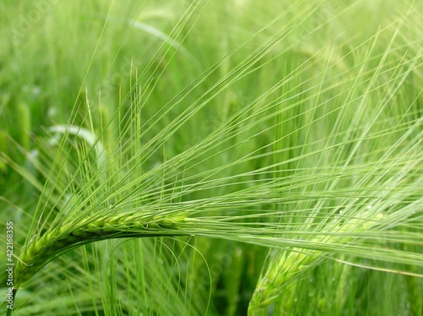 Fototapeta Green wheat after rain, macro photography