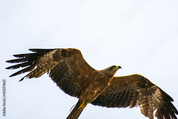 Fototapeta Black Kite