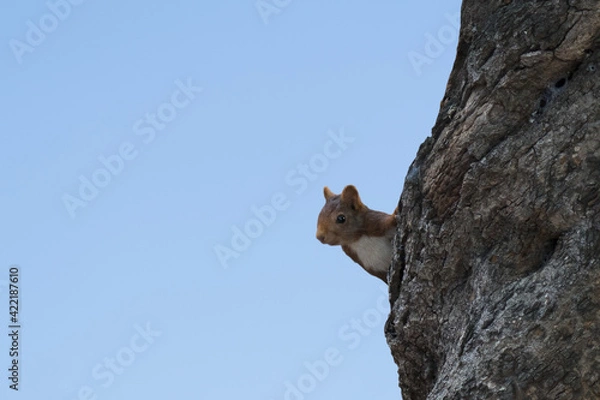 Obraz Squirrel watching on a tree
