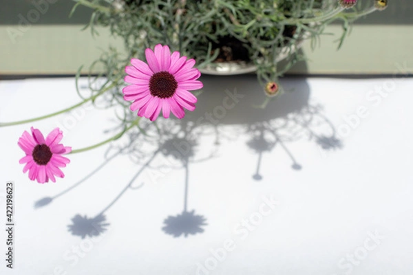 Obraz ローダンセマムの花と淡い影