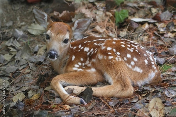 Obraz White-tailed Deer Fawn