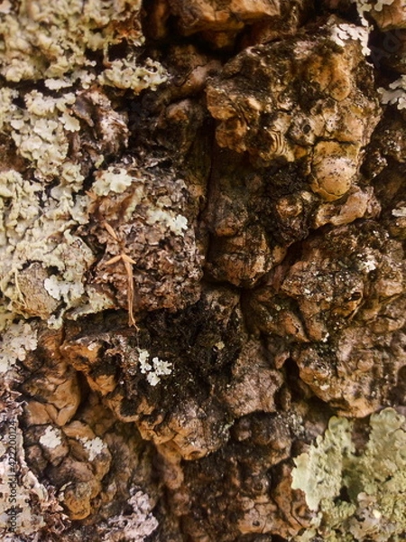 Obraz texture natural tree