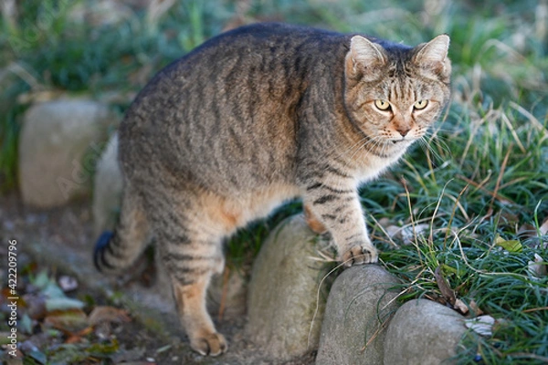Fototapeta 雉トラ猫さん。近所の公園でよく見かけます。