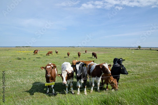 Obraz Cows at electric lines