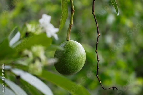 Obraz Cerbera odollam (Suicide tree, Pong-pong, Othalanga) fruit on tree.