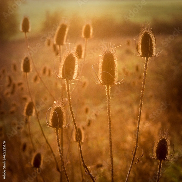 Fototapeta Fleurs de chardons à contre-jour.