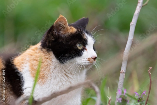 Fototapeta 見つめる猫　三毛猫
