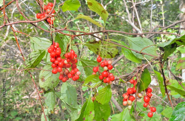 Obraz Far-Eastern plant (Schisandra chinensis)