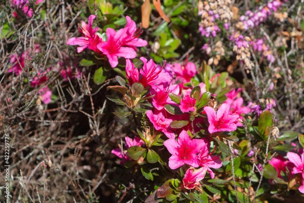 Obraz Pink flowers of azalea in a garden during winter