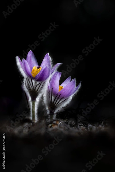 Obraz Two pulsatilla flowers isolated on black bachground, backlight