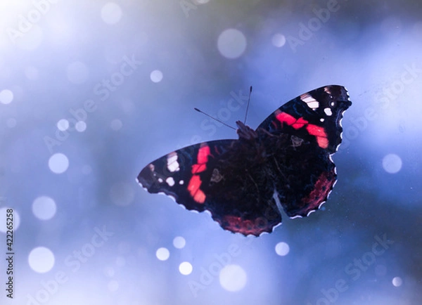 Obraz Close up butterfly on blue background with bokeh