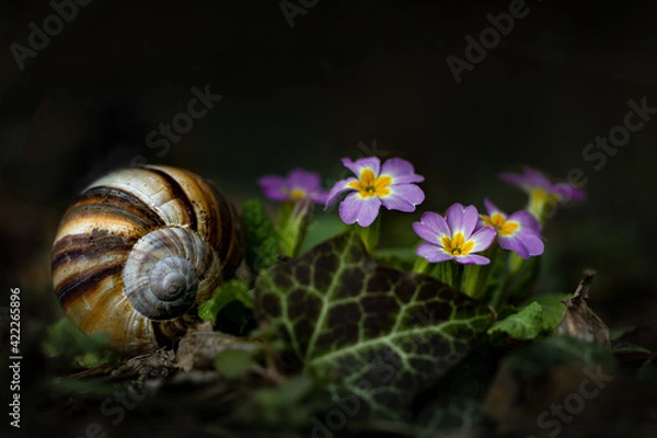 Obraz Close-up pink primula flowers with snail shell, ivy leaf on dark background