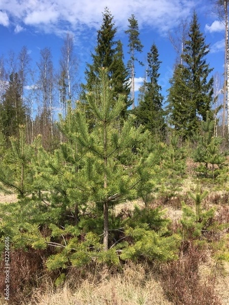 Obraz Yong pinetrees, spruce trees in early spring on sunny day, blue cludy sky