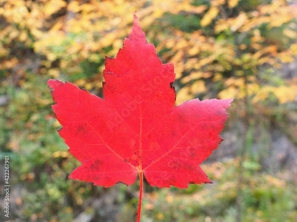 Fototapeta Red Maple Leaf in Autumn