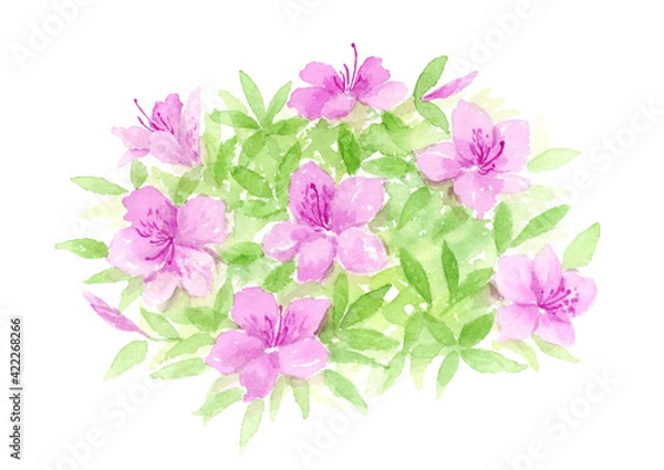 Fototapeta ツツジの水彩イラスト