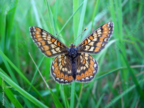 Obraz Marsh fritillary