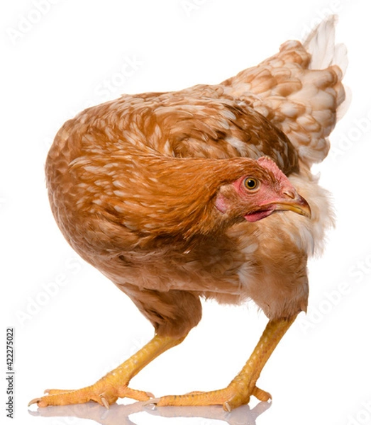 Obraz one brown chicken isolated on white background, studio shoot