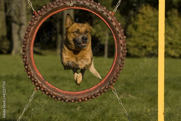 Obraz Agility - Dog skill competition.