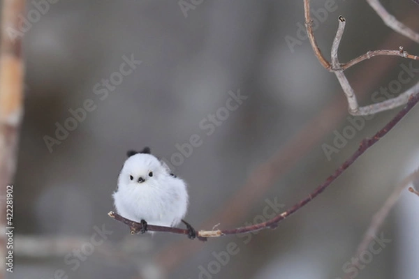 Obraz シマエナガ正面
