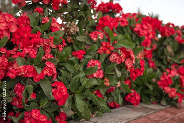 Obraz Close up of red bush flowers Euphorbia Mila or Crown of Thorns.