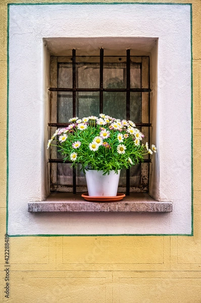 Obraz Pot with the flowers in the window