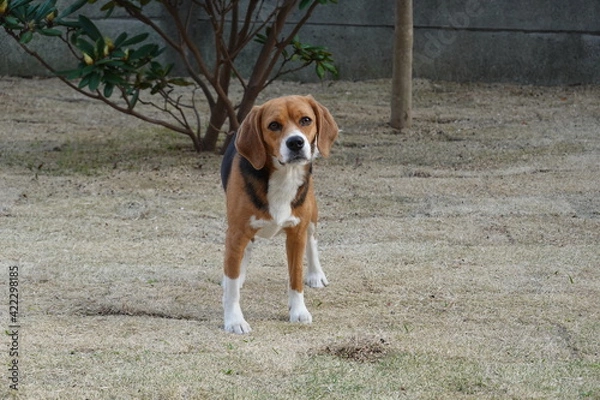 Fototapeta 庭の芝生にいるビーグル犬