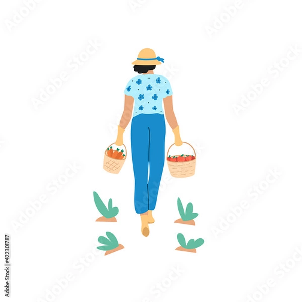 Obraz Vector illustration of woman carrying wicker baskets with harvest full of  fresh vegetables, carrots and tomatoes or apples. Concept of gardening isolated on white background. View from the back.
