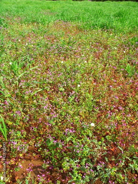 Fototapeta 野原に咲く仏の座と若草