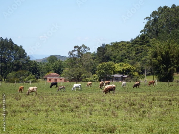 Fototapeta cows on a meadow