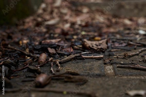 Fototapeta 枯れ葉