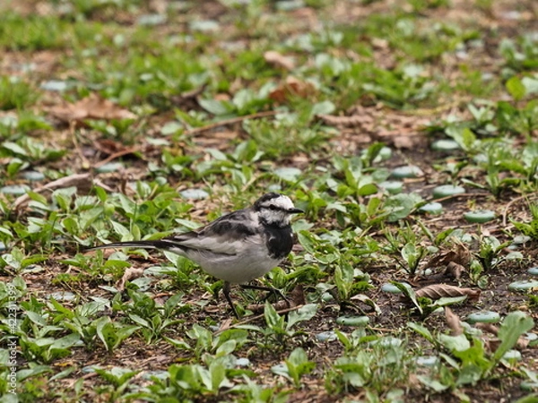 Fototapeta セキレイ